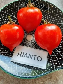 Rianto paradicsom - Paradicsom különlegességek az Egzotikus Növények Stúdiója kínálatából